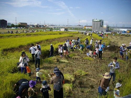 稲刈りの様子、背景に観察台