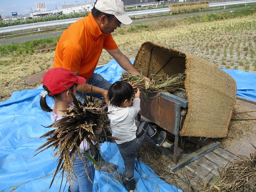 小さな男の子が足踏み脱穀を体験中
