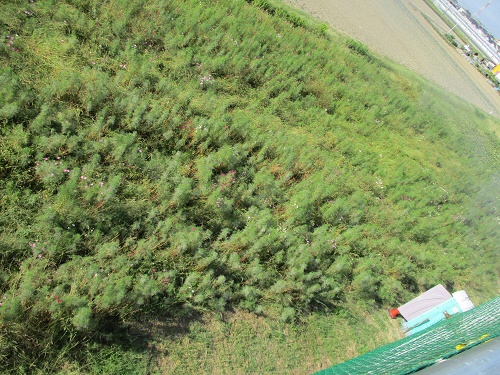 あまり花の咲いていないコスモス畑