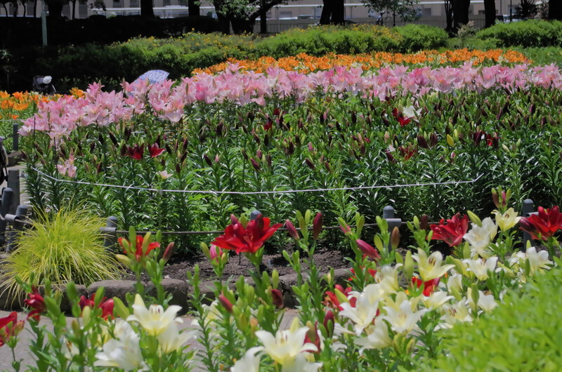 千種公園のユリの拡大写真1