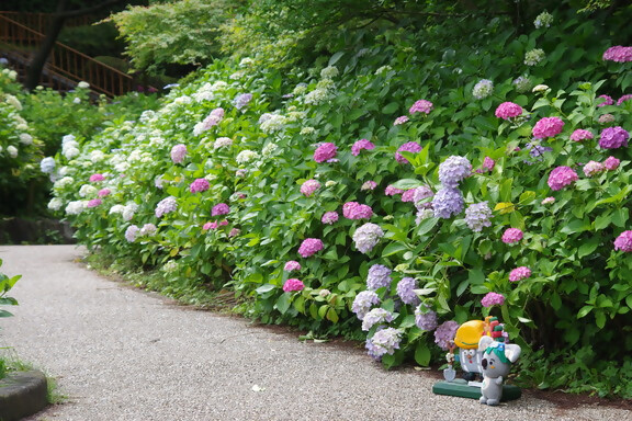 茶屋ヶ坂公園のアジサイ遠景(令和7年6月12日撮影)