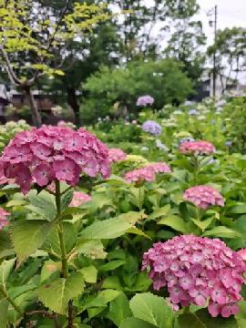 茶屋ヶ坂公園のアジサイ
