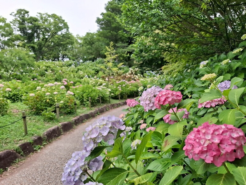茶屋ヶ坂公園のアジサイその2
