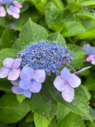 茶屋ヶ坂公園のアジサイその2（令和7年6月23日撮影）