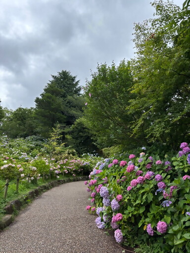 茶屋ヶ坂公園のアジサイ（令和7年6月23日撮影）