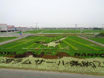 見頃となってきました