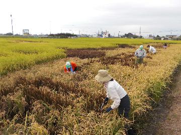 色苗のみを刈り取ります