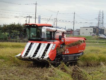 残った稲はコンバインで刈り取ります
