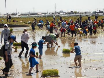 田植えが始まりました