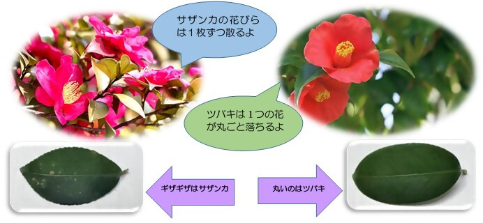 サザンカとツバキの花の写真と特徴の説明。それぞれの葉の写真と見分け方の説明