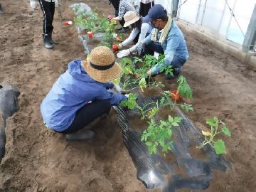 参加者の皆さんが植付けをしている写真