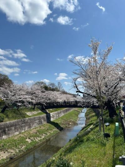 若い桜の写真