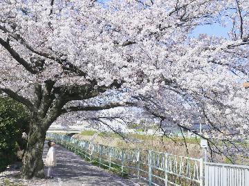 画像・香流川緑道の桜並木