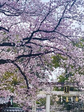 画像・富部神社