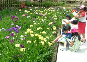 鶴舞公園菖蒲池