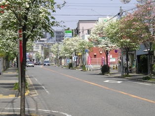 塩付通の街路樹