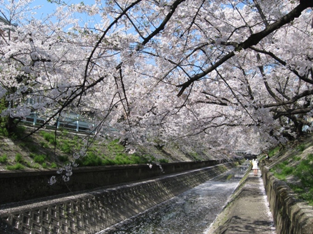 川原小学校付近のサクラ