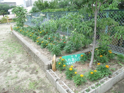 村雲どんぐり広場花壇の写真