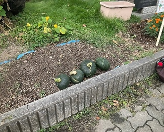 収穫したかぼちゃ